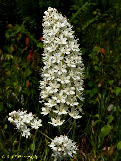 {Stenanthium leimanthoides}